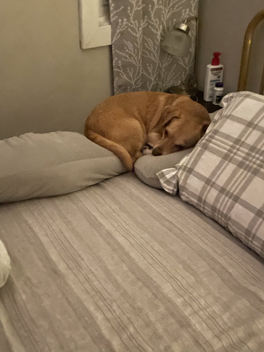 ALF in Hog Form tweet media