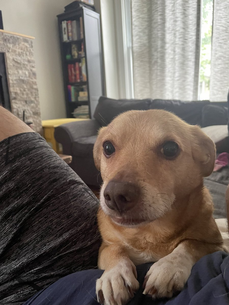 ALF in Hog Form tweet media