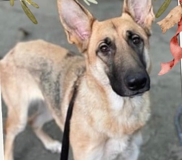 KeithOlbermann's tweet photo. LAYLA #132196 WAS TOO MUCH FOR HER FAMILY, SO SHE DIES TUESDAY IN 
@NYCACC A highly intelligent dog who needs a family to match. Train her and give her a job to do, and she’ll be a keeper. Save her with pledges via @TomJumboGrumbo and PLEASE RT LAYLA! https://t.co/j3FGYzFwv5 https://t.co/egwmUdzOgZ