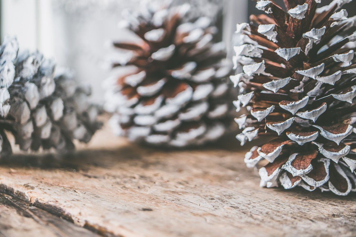 Merry Christmas to all our wonderful <a href="/petrus_cmty/">Petrus Community</a> service users, volunteers, staff and our community 🎄💙

Our gates will reopen to the public on Thursday 6th - see you then!

#rochdale #oldham #christmas