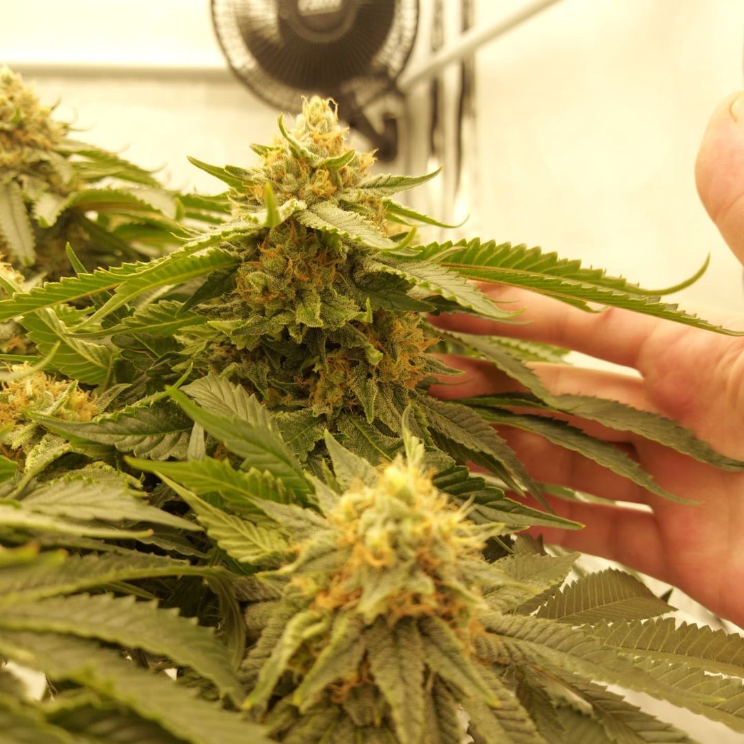 GeeklightC's tweet photo. Starting to get real nice n fat!
Grown under Geekbeast Pro 630W
https://t.co/g6e0iXGpR8

#geeklight #GeekBeast #geekbeastpro #geekbeast630 #ledgrow #ledgrown #ledgrowlights #ledgrowlight https://t.co/y2ejo5muX3