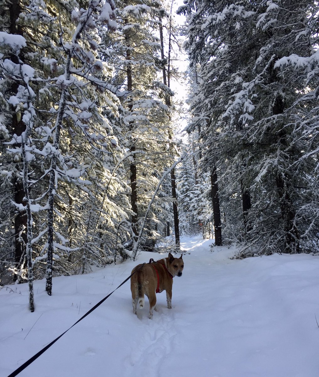 some1else2's tweet photo. Our Winter Wonderland. Such a beautiful Sunday. #Waiparous #Alberta #snow #BlueSky #WinterWonderland #deer #RescueDog #AARCsAlumni https://t.co/tYGTP0oqiQ