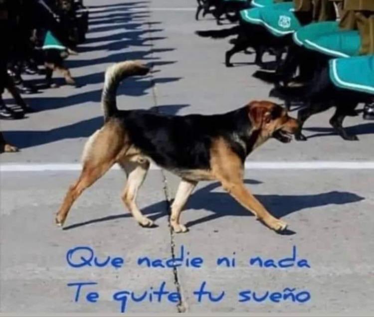 bianchipietro1's tweet photo. Por #Bernales y los verdes senderos de #Carabineros de Chile #🇨🇱 #verdad #virtudes #valor #etica #anticorrupcion #ejemplares #bien #bondad # https://t.co/aF1opwiXOB