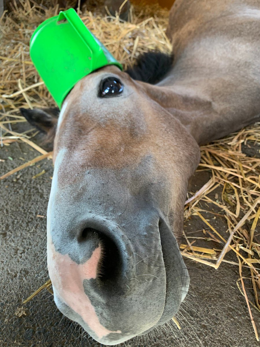 inabafarm's tweet photo. プレゼント企画🎁！
この度ユニオンOC提供のカラフルロマンス2020のマスクをこのツイートをリツイートして下さった方にプレゼントいたします！数に限りがありますので多数の申込みがあった場合は抽選とさせて頂きます！期限は12月19日(日)18:00までとさせて頂きます！よろしくお願いいたします！ https://t.co/1FVb47duOz