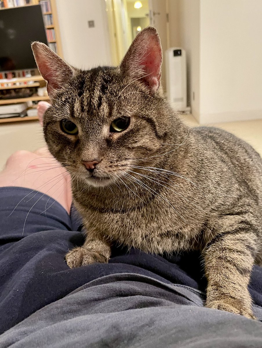 Gustronaut the Cat tweet media