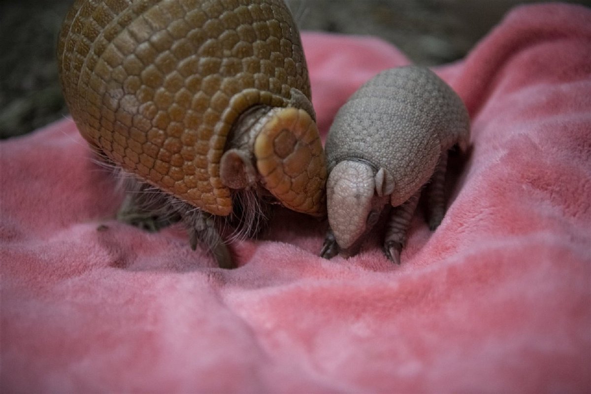 CRCiencia's tweet photo. Un pequeño armadillo de tres bandas del sur (Tolypeutes matacus) junto a su madre, zoológico de Washington, Estados Unidos (Cordon Press, 2021) https://t.co/UJRUq3pzJt