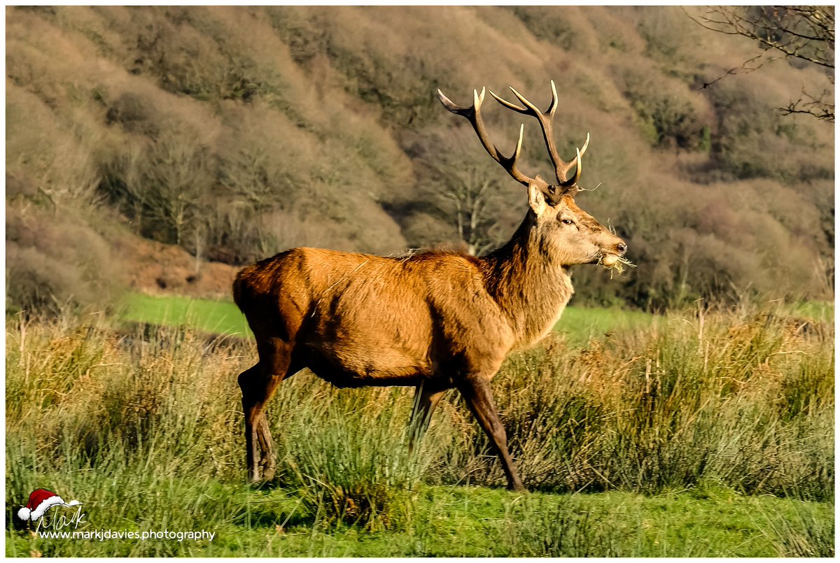 Mark J Davies Photography tweet media