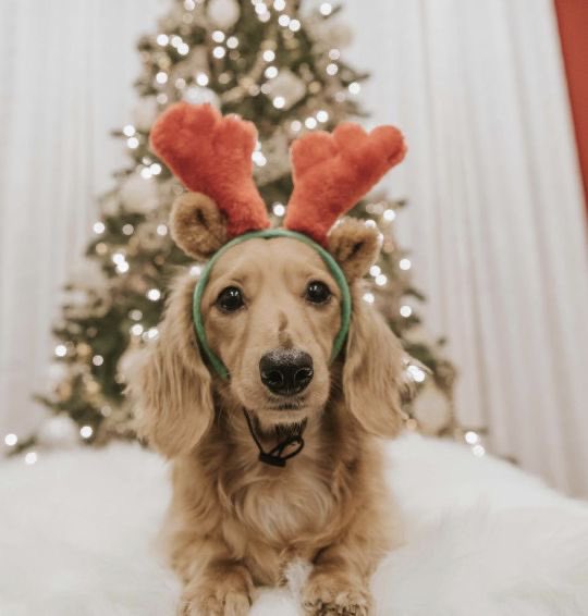 HappyTailsFL's tweet photo. Meet Merry ❤️ 

Merry is a dachshund who believes she’s also a reindeer. She’s patiently waiting for Santa to show up, she’s ready to report for duty! https://t.co/2vot6LDuCd