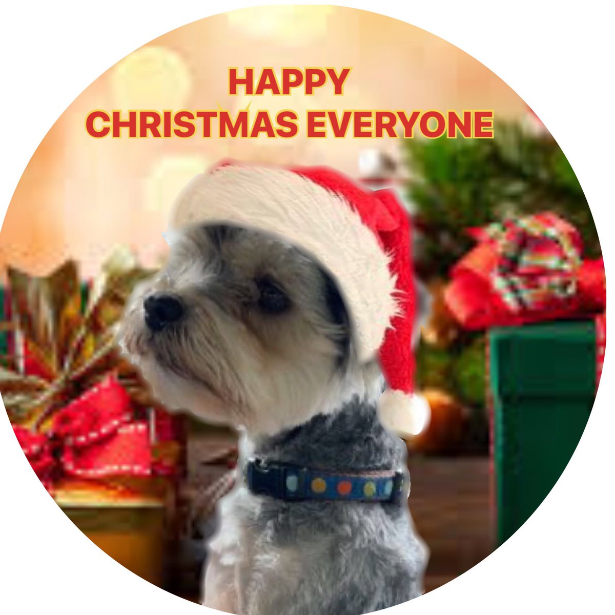 <a href="/pooperscruffy/">Scruffy</a> hiya wee friend....a gift for you🥰😍