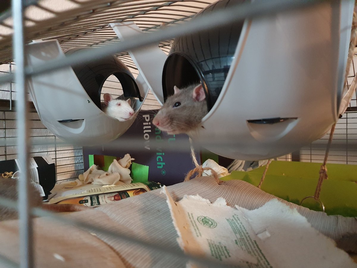 Huculinka's tweet photo. While #ComRAT and #BitRATe nap in opposing Sputniks, #CaRAT and #pRATty snuggled together in one housie and #LandRAT is guarding the #StoopidHoomin. I have no idea where #TAR is hiding. π€·ββοΈπ€£ https://t.co/8dsn1SkSKP