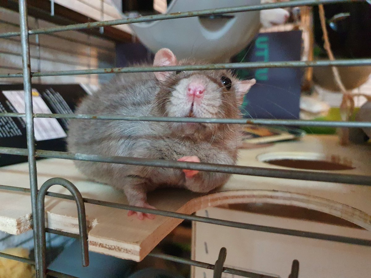 Huculinka's tweet photo. While #ComRAT and #BitRATe nap in opposing Sputniks, #CaRAT and #pRATty snuggled together in one housie and #LandRAT is guarding the #StoopidHoomin. I have no idea where #TAR is hiding. π€·ββοΈπ€£ https://t.co/8dsn1SkSKP