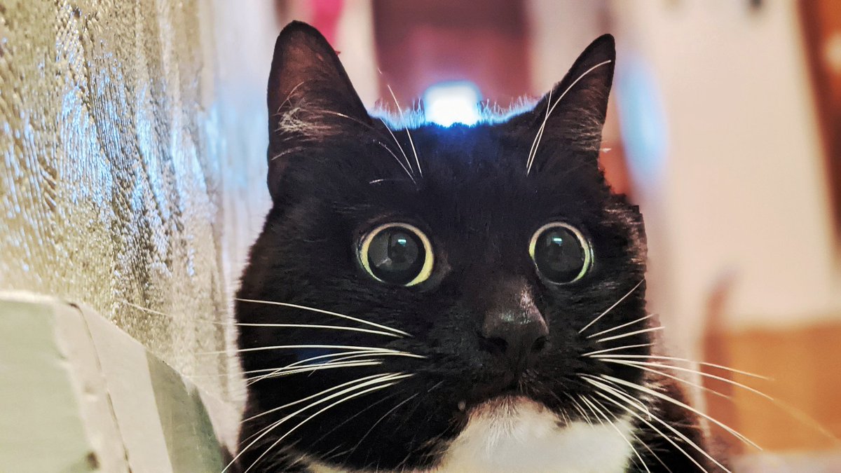 CuriousZelda's tweet photo. They call my name, I don't reply
I do not move, they wonder why
The world is still, all nature waits 
While my brain cell regenerates https://t.co/r4uRvS8CR7