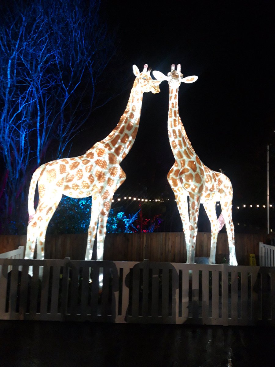 forber_janet's tweet photo. James enjoying a festive evening at Knowsley Safari. It's starting to feel a lot like Chrustmas 🎅
@MrHardy17 @parishschool1 https://t.co/CWcV4Zj3z2