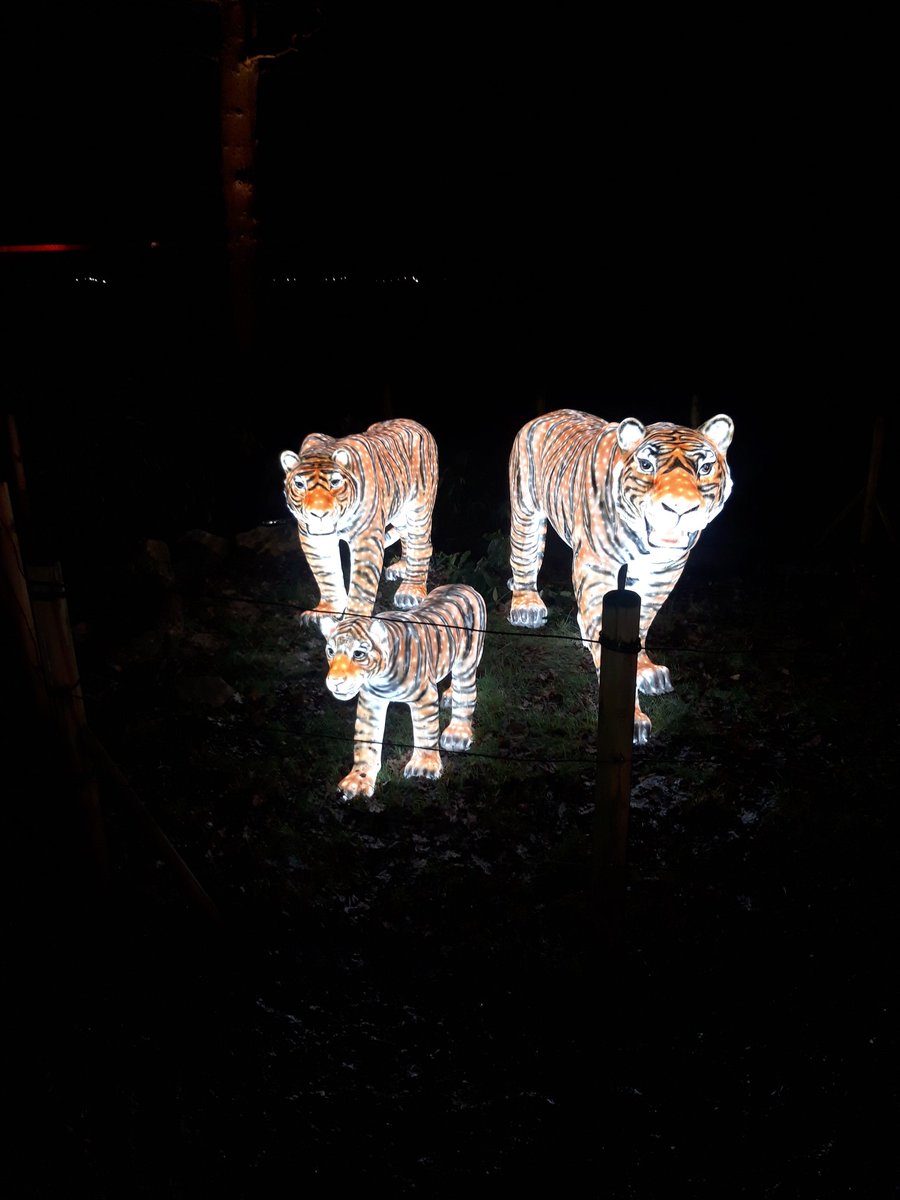 forber_janet's tweet photo. James enjoying a festive evening at Knowsley Safari. It's starting to feel a lot like Chrustmas 🎅
@MrHardy17 @parishschool1 https://t.co/CWcV4Zj3z2