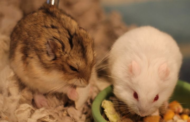 save2lives13's tweet photo. Happy #save2livessunday ! Meet Wendell and William.
HELP THESE CUTIES FIND A FOREVER HOME ➡️https://t.co/XvlKEpDkvI https://t.co/2zJxe1kJAb