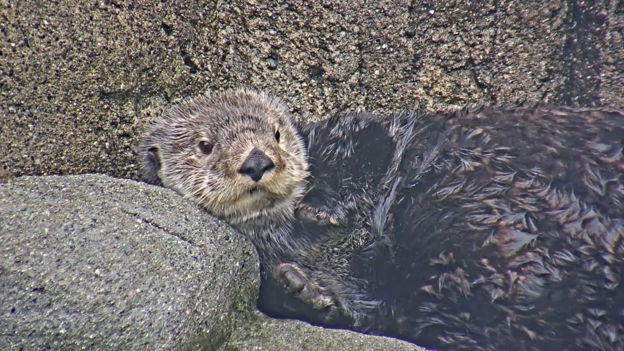 𝕌ℕ𝕆 Unonnon Twitter