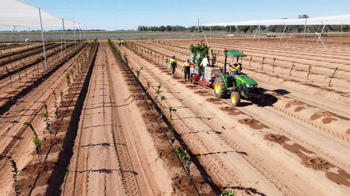 Stage 2 citrus planting underway with more Afourer Mandarins and Cara Cara Navels 🍊 🌱