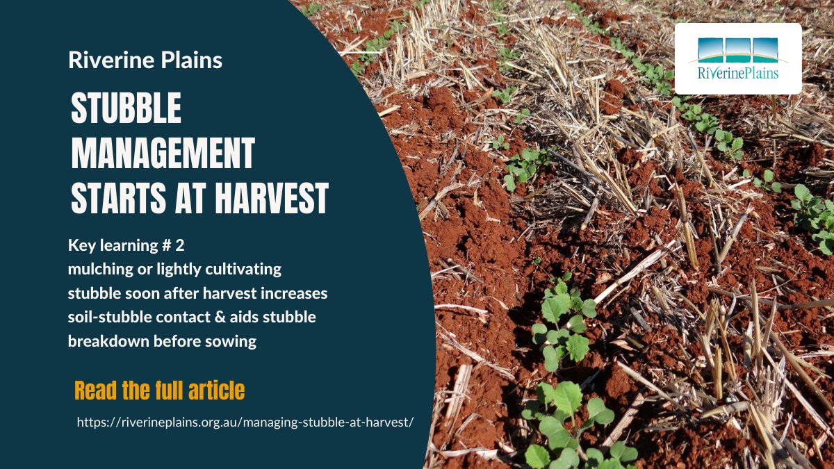 RiverinePlains's tweet photo. Managing heavy stubbles starts at harvest and a key point from the @GRDCSouth #stubbleproject was that mulching/lightly cultivating stubble soon after harvest increases soil-stubble contact &amp; aids stubble breakdown before sowing @FRRR_Oz. Learn more at https://t.co/NBlC3AK229 https://t.co/C444qzBcZa