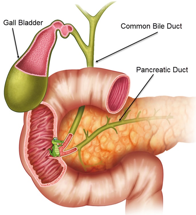 You've heard of Elf on the Shelf, now get ready for