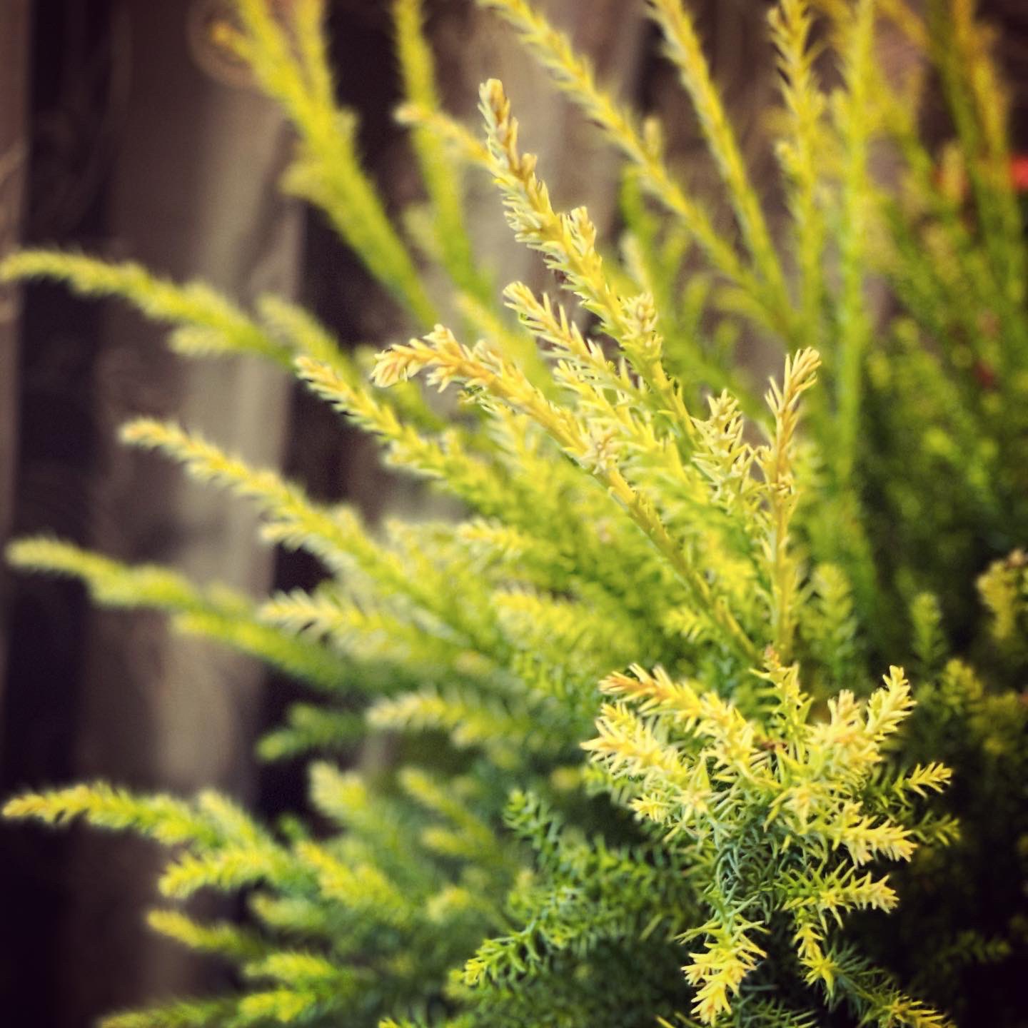 ゴールドクレスト似 Twitter Search Twitter