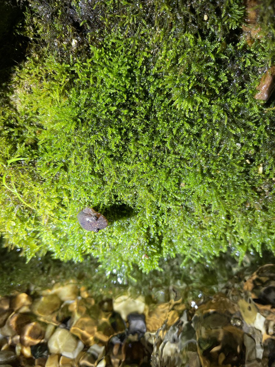 NKFherping tweet media