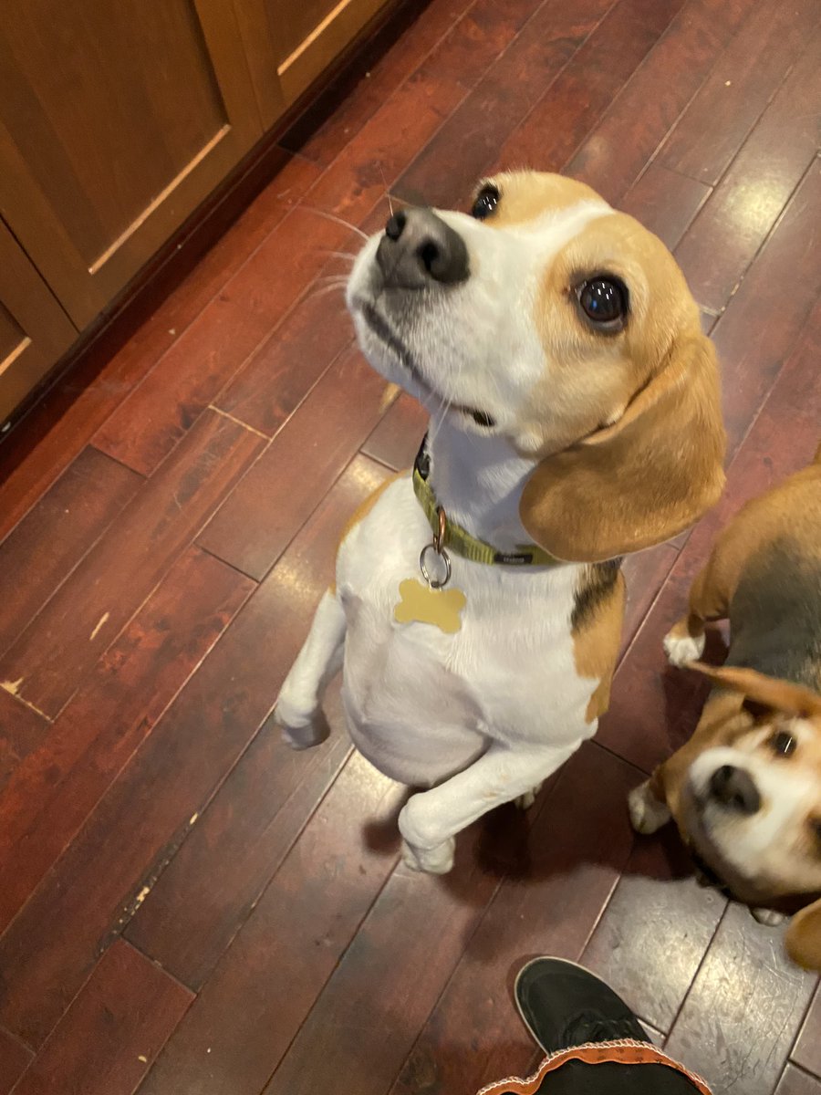 poppylovespanc1's tweet photo. โYou baking?? Iโm here to help, mom!!โ #Beagle #beaglesoftwitter #momshelper https://t.co/4jjqqmQkSj
