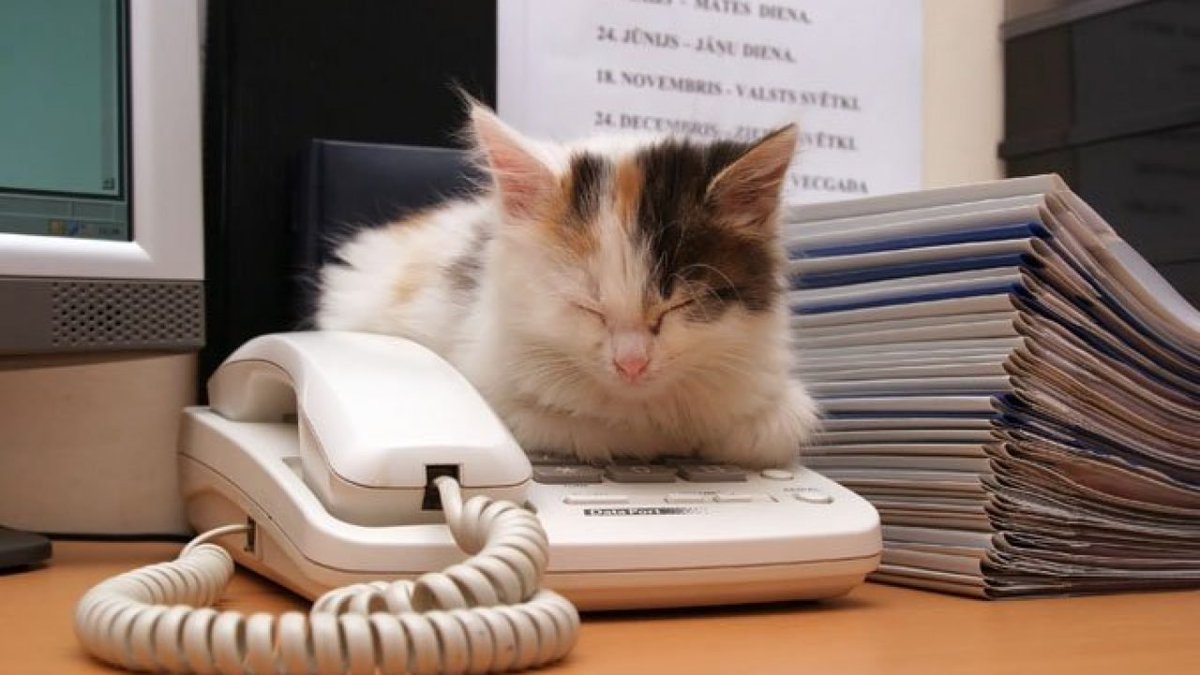 CatWorkers's tweet photo. https://t.co/gp5zBCZYqR