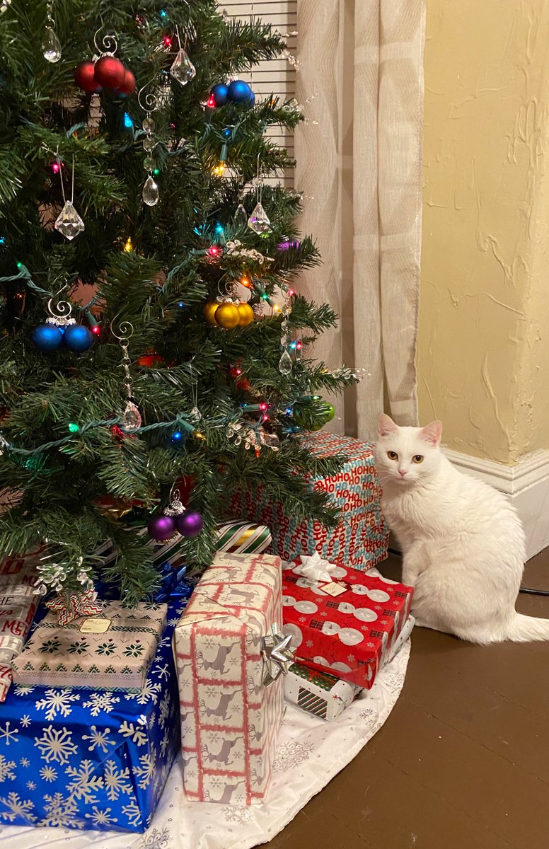 FredwardKitty's tweet photo. Please enjoy my 2021 #Christmas card …
#CatsOfTwitter #HappyHolidays https://t.co/90GZkPIoyD