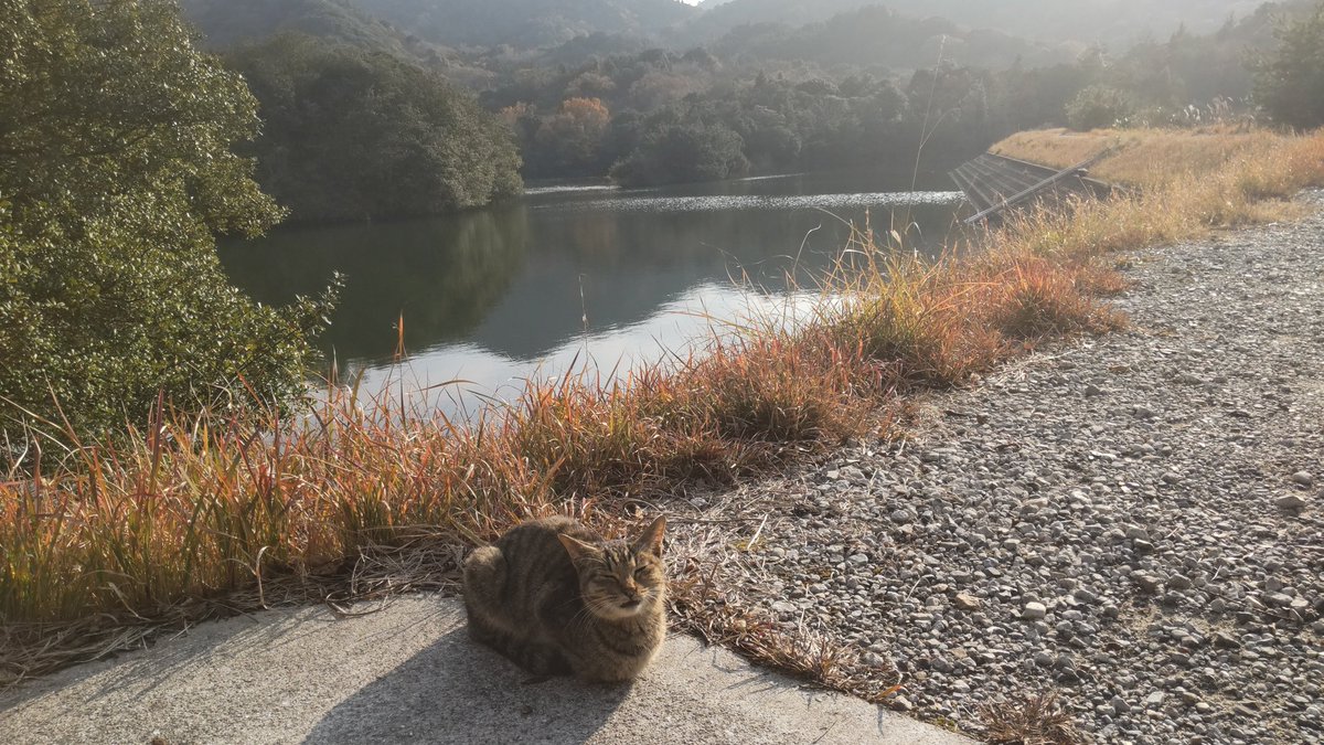 mint_neko39's tweet photo. 兵庫県南淡路で痩せた猫を保護しました。
2021年12月12日 
民家が離れている山の中で1匹でいました。
大人しいのとすごく人慣れしてるので迷子猫かもしれません💦
キジトラ一歳ぐらいの女の子で鍵しっぽです
お心当たりある方はご連絡お願いします
#迷い猫 #迷子猫 #南淡路 #淡路島 https://t.co/AyuqHS61km