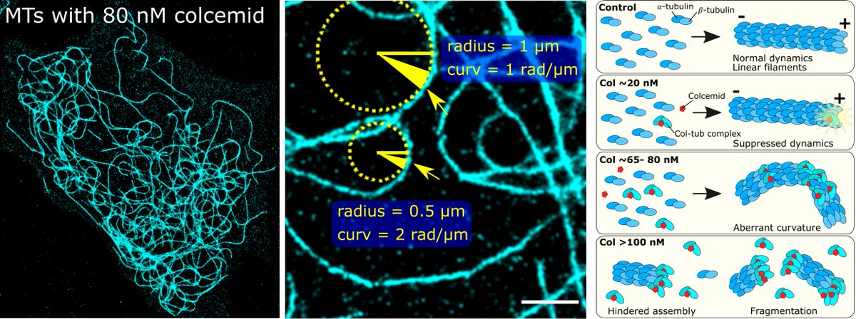 Dr_Ash_Rozario's tweet photo. Got a paper published in @BMCBiology Sweet!!😁It's a #superresolution #microscopy study to characterize drug-induced #microtubule dysfunction. Many thanks to @Toby_DM_Bell @DrDonnaWhelan @Sam_Duwe @DedeckerLab @gregwmoseley 🙏

Check it out: https://t.co/Oc7NK1HugR https://t.co/xsEsb3x6P2
