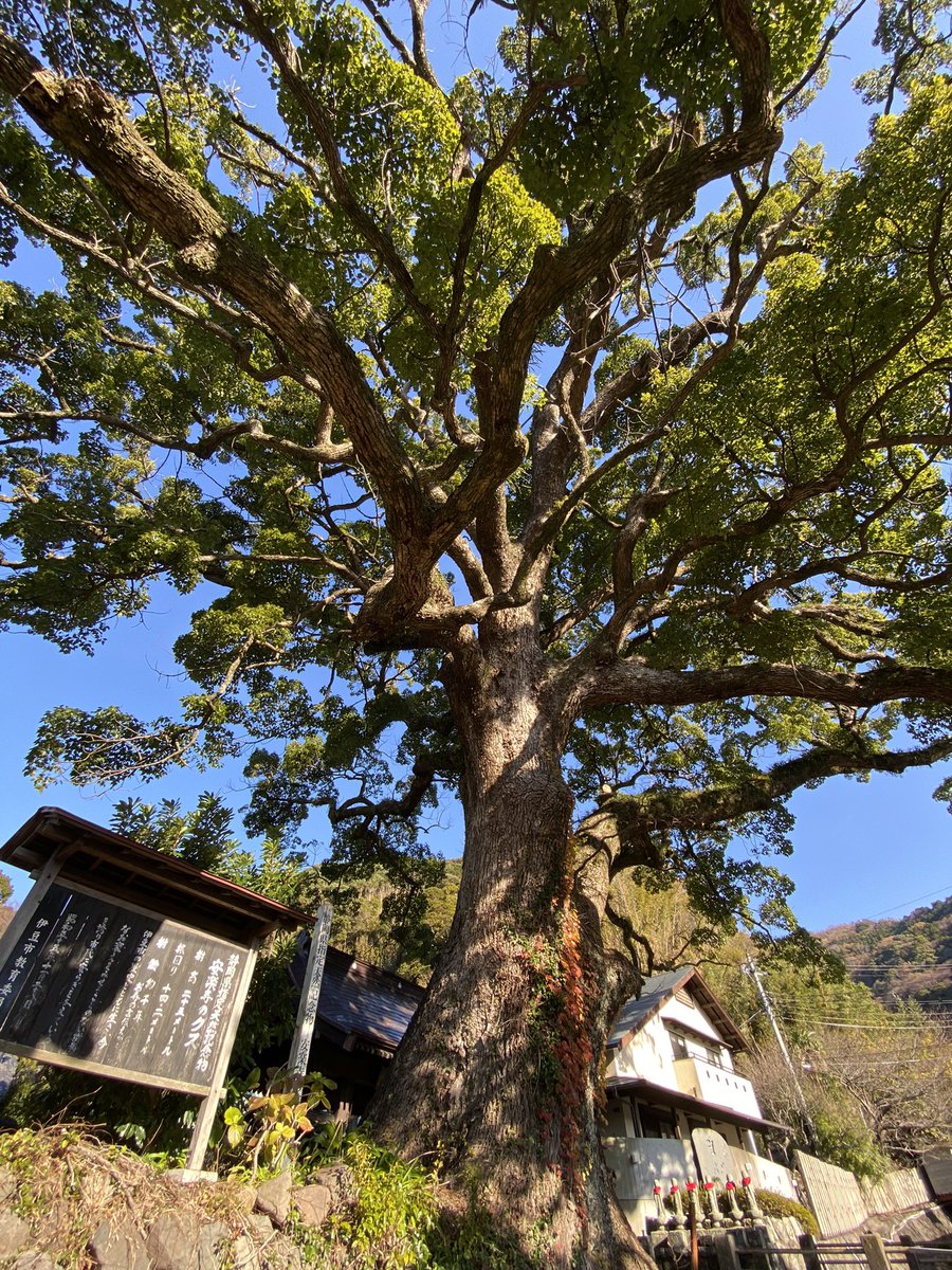 おはようございます☀ 安楽寺大楠、樹齢1000年。 良い一週間になりますように…