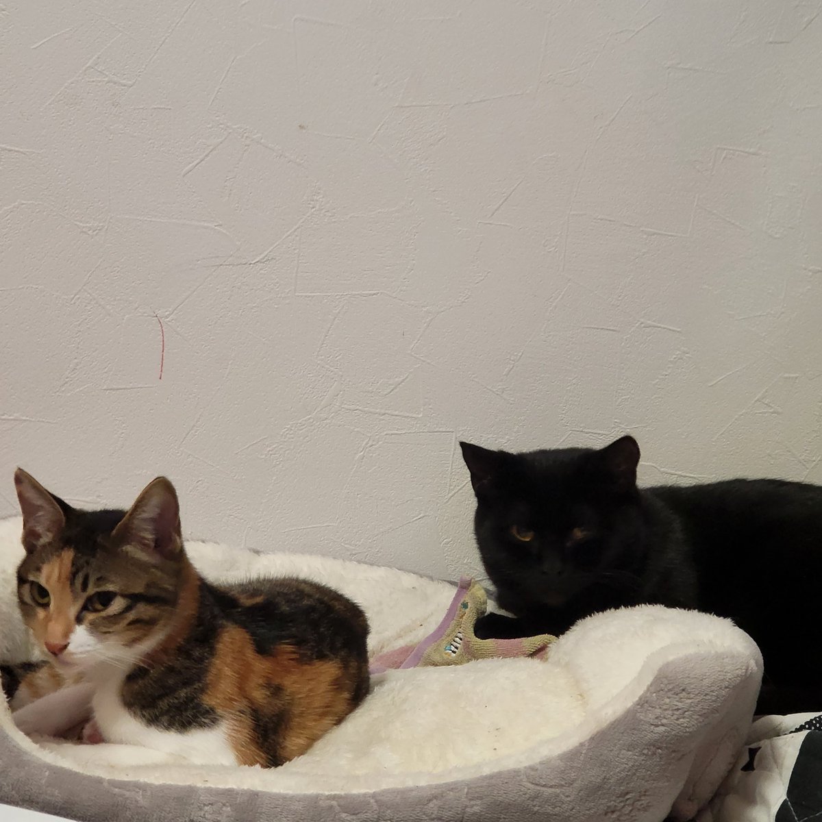 parallelworld03's tweet image. おはようございます☀気付けばこの子は700フォロワー超えてました( ˊᵕˋ ;)💦ありがとうございます😊misakiさんを抜くんじゃないかと怯えてます💦
プレ企画もまたしたい😊いろんなこと考えながら月曜日から頑張ります💪