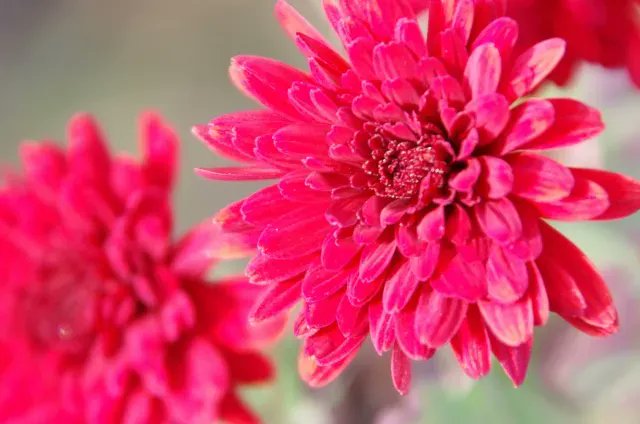 アルビオン Albion 公式 おはようございます 今日の誕生花は 赤い菊 花言葉は 愛情 あなたを愛しています です 赤い花には愛情に関する花言葉がつけれらていることも多いようですが 赤い菊の花言葉も I Love You とまさにストレートで