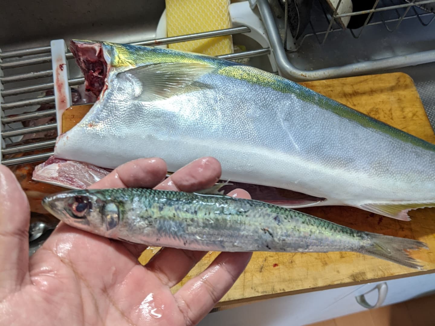تويتر こじこじ 晩酌王 バン シャック على تويتر おはようございます 大分県北部は晴れ 週末の釣果と晩酌 メジロ ブリの若魚 ウッカリカサゴ メジロの胃袋から未消化のイワシが出てきたので 刺身にして食べました 美味しい魚で元気満タン