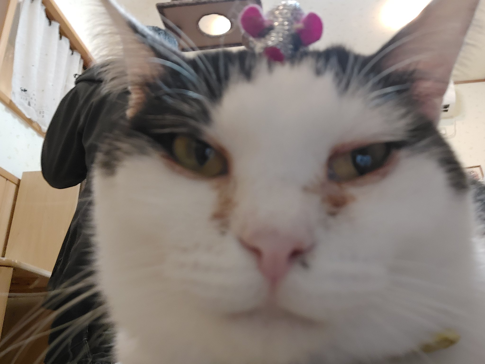 ハンドメイド雑貨fivecats 8pvynqydxkcsysh Twitter