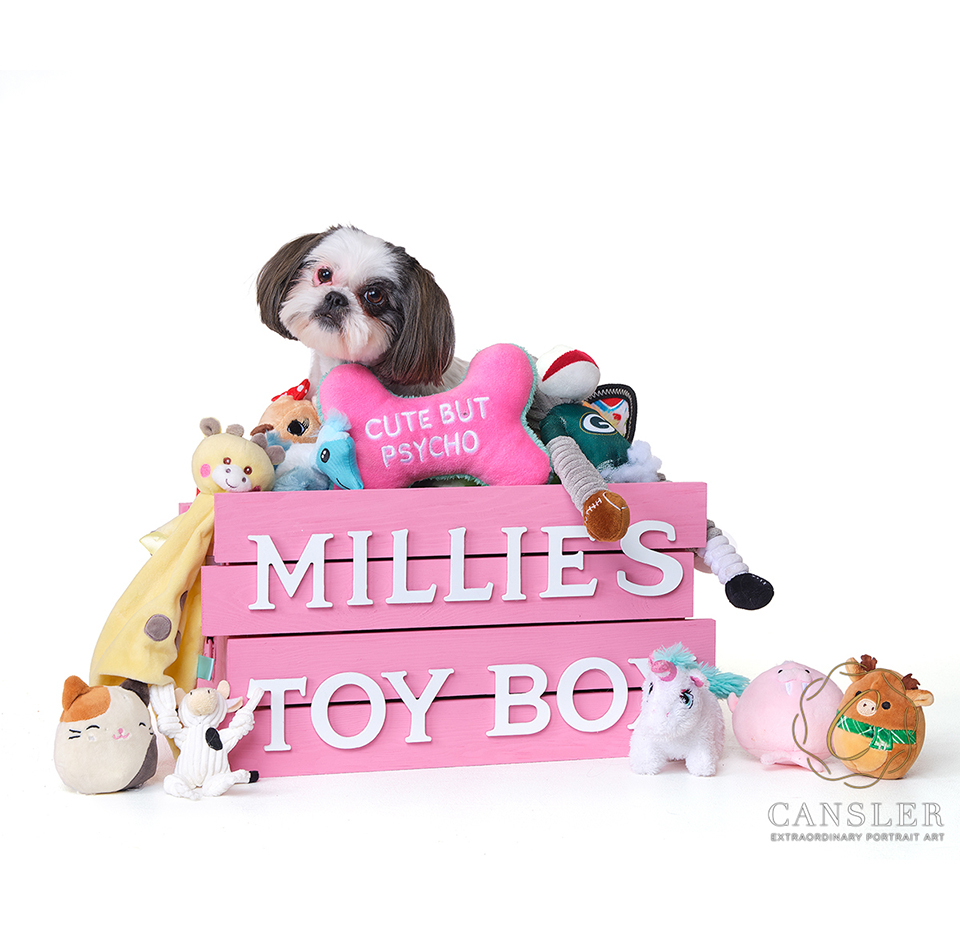 CanslerPhoto's tweet photo. Millie came in with all the best stuff! She was adorable and the images we created unique. Working with pet parents that are creative and willing to do cool images makes for fun portraits. #petportraits #pets #petphotography #petphotographer #petphotoshoot #petphotos #petportrait https://t.co/9a8shbXfOk
