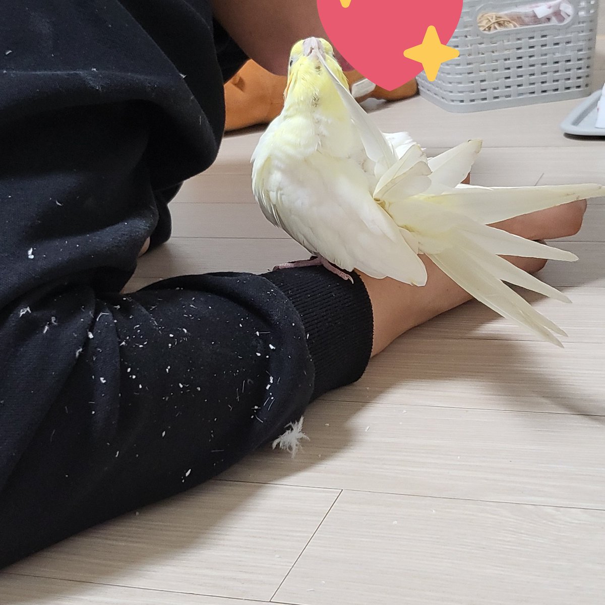 우관이 짜부된 휴지와 열정적으로 꼬리깃을 고르는 휴지