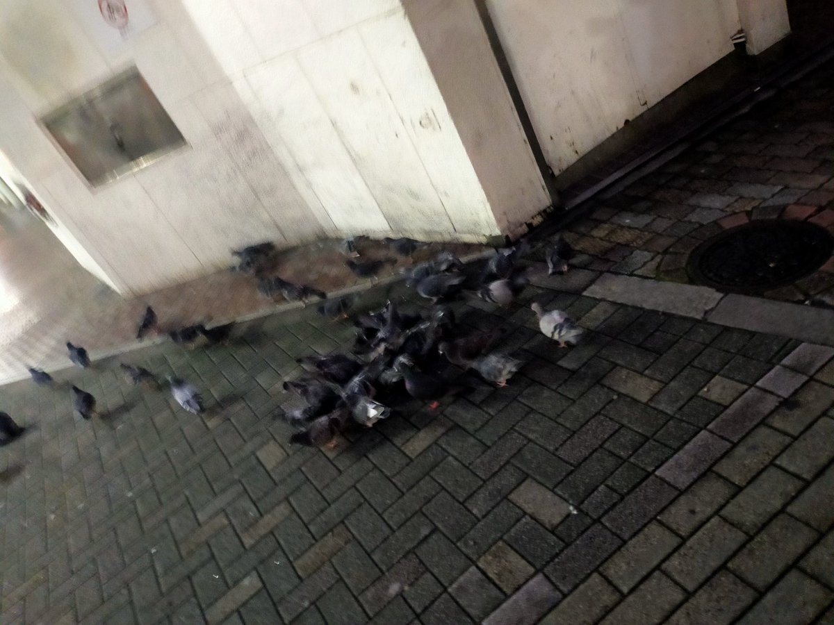 餌をあげるのは止めよう 鳩 コーヒー ゴミ ポイ捨て ポイ捨て図鑑 21 12 13 神楽坂ねこの郵便局というなまえのお店