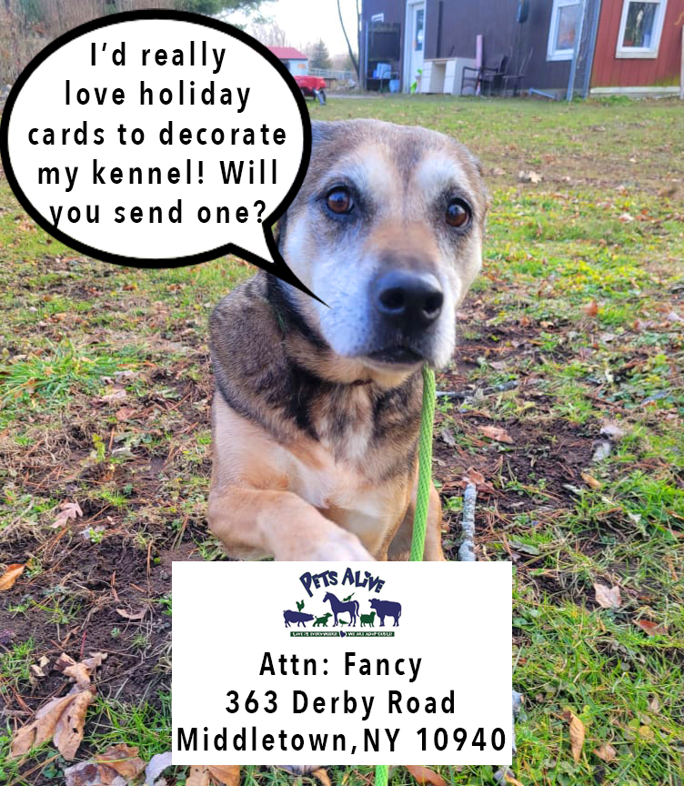 petsalive's tweet photo. Billy: Um. Well, your smile is indeed very... nice. Oh, don't forget about your secret request!

Adoption App: https://t.co/NsxyrdKnD4

Petfinder Profile: https://t.co/qfWlJ8Qwtd

#CoffeeTimeWithBilly #AllAboutFancy #NonCat #AdoptHer #Adopt #Rescue https://t.co/xZRr2gnenT