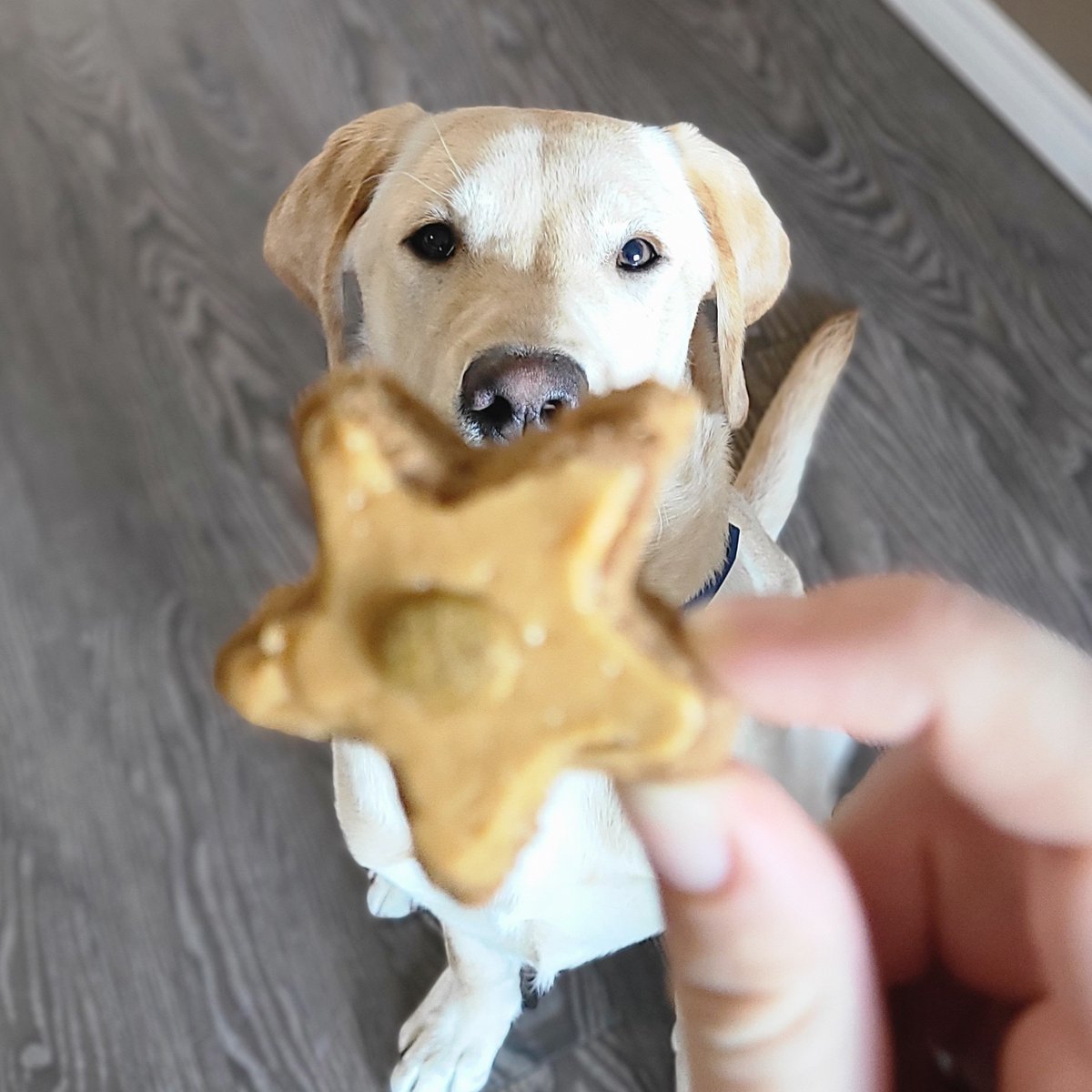 Did you know it is national gingerbread house day? Don't forget the furry family members this year and make them their own dog-friendly gingerbread house. Find the dog cookie recipe here: bit.ly/3dNhgoB  For a quick doggy icing mix all natural peanut butter with honey.