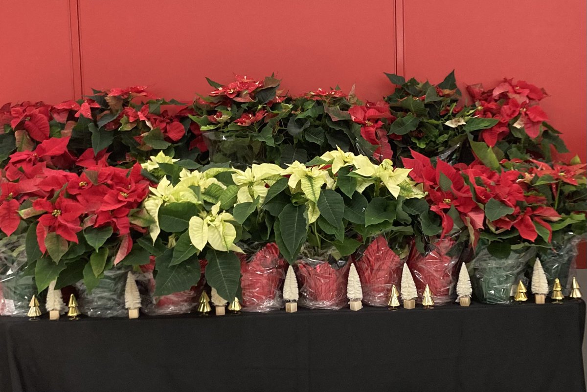 Shelly Ewing (@shellyetgt) on Twitter photo If it’s poinsettias you’re looking for, we’ve got them!
#T1233 #worksomewhereyou❤️#ItsChristmas
<a href="/ronygarcia79/">Rony Garcia</a> <a href="/necholepak/">necholepak</a> <a href="/Cindyelder7/">Cindy elder</a> If it’s poinsettias you’re looking for, we’ve got them!
#T1233 #worksomewhereyou❤️#ItsChristmas
<a href="/ronygarcia79/">Rony Garcia</a> <a href="/necholepak/">necholepak</a> <a href="/Cindyelder7/">Cindy elder</a>
