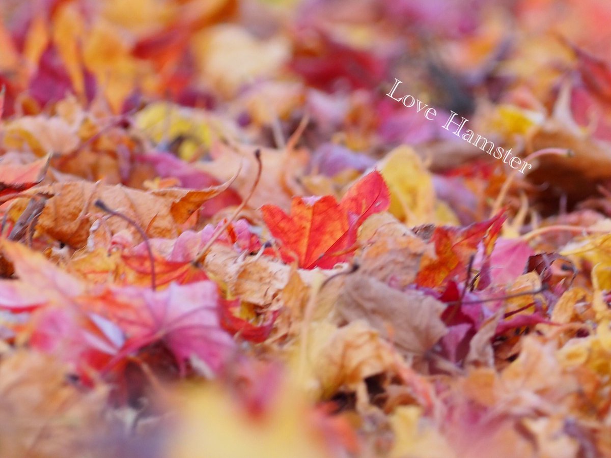 hamster_snow's tweet photo. ⌘ お は よ う ざ い ま す ⌘

　　　葉っぱ🍁の絨毯

#Olympus #写真 #カメラ好きな人と繫がりたい #写真好きな人とつながりたい #綺麗 #自然 https://t.co/wWw8Te2V9h