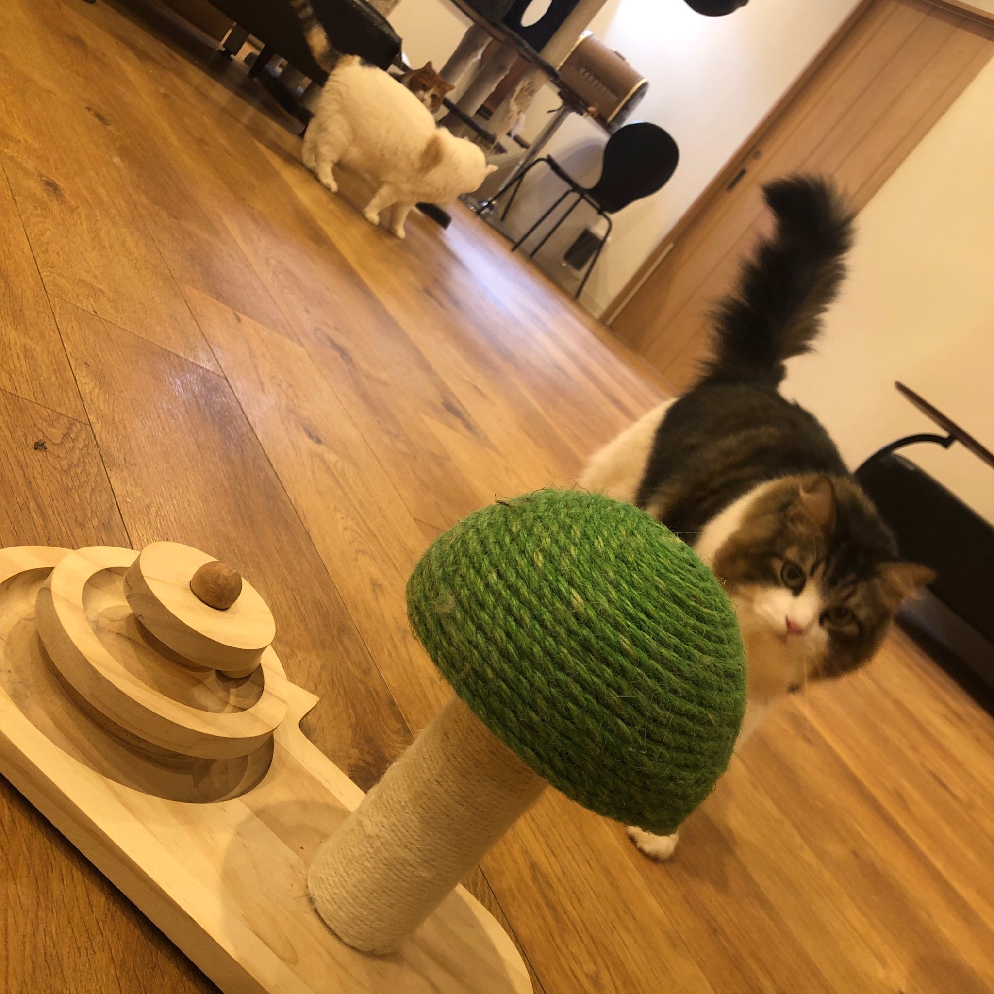 Cat Cafe Obc Catcafe Obc Twitter