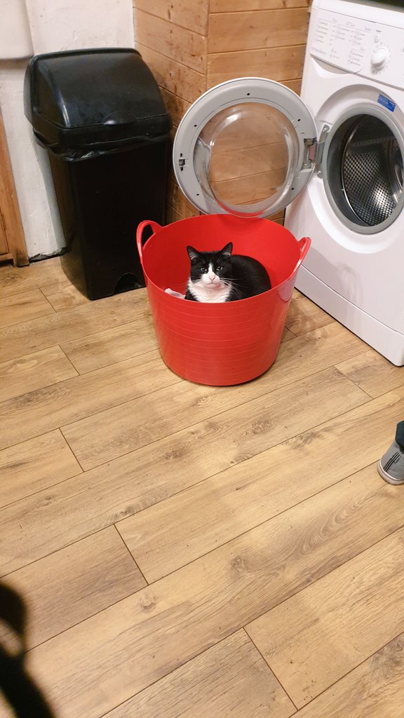 fragglejock76's tweet photo. "no, no washings tonight merm, just Freddo in the basket please do gib me all the lubs" 
#CatsOfTwitter #cat #catto #kittensoftwitter https://t.co/e2Vijsi9z3