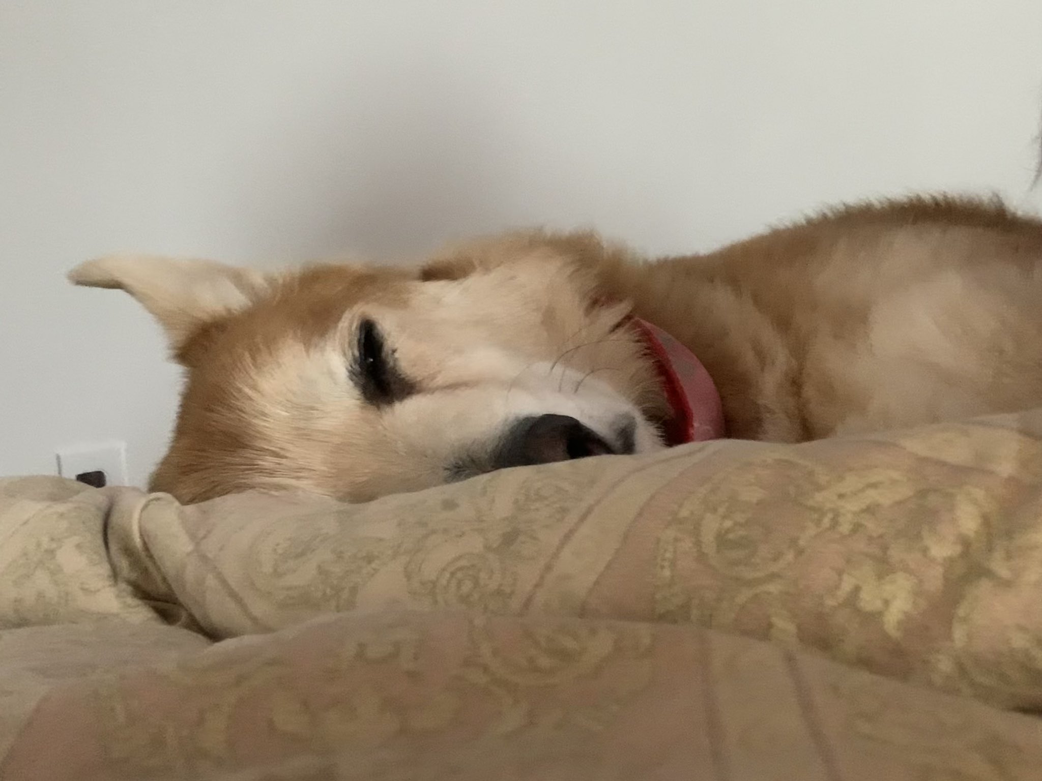 布団で寝る犬 Twitter Search Twitter