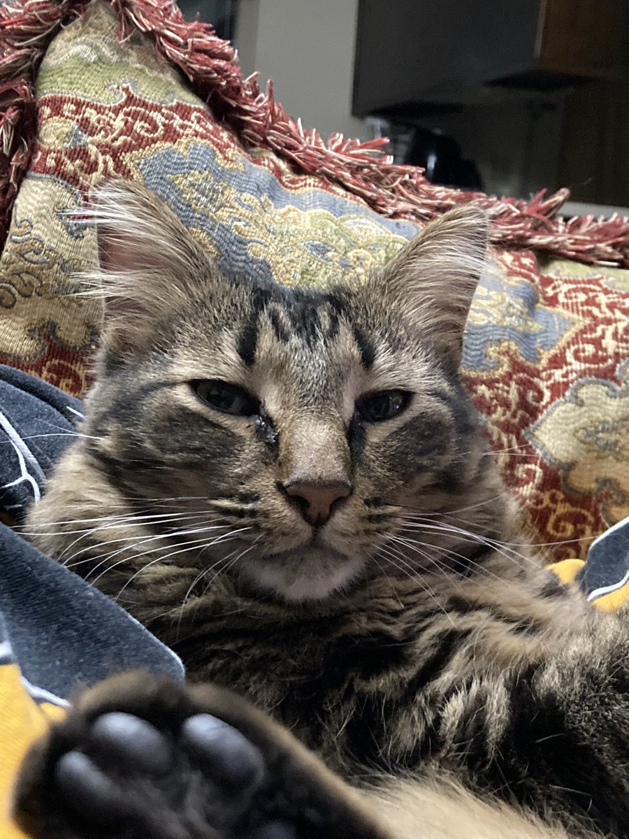 bug_butter's tweet photo. Idk what I said but he is abso-LUTELY offended. https://t.co/FGgdpbwg1e