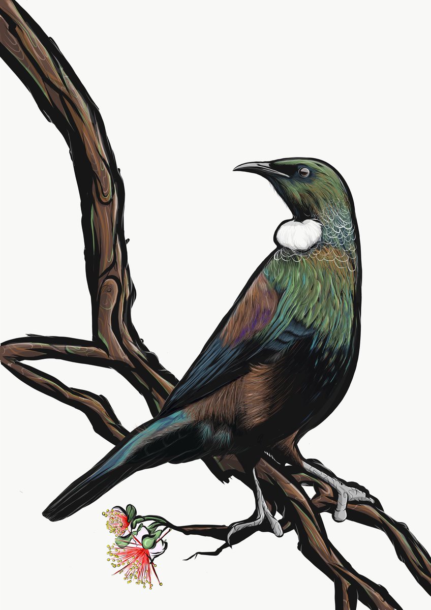 DesignsBayer's tweet photo. #Tui design drawn on an iPadpro. Print to be available soon.enjoying this niche at the moment a Kakapo is in the cards next.
#art #birds #birdart #design #graphicart #nz #nzbirds #artist #printart #artprint https://t.co/jHcfnxAZiz