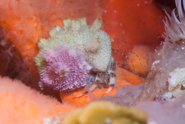 seastung's tweet photo. since it's #crustmas and #molluscMonday it seems hermit crabs are in order #biodiversity #ocean #scuba https://t.co/ostqsoi0tt