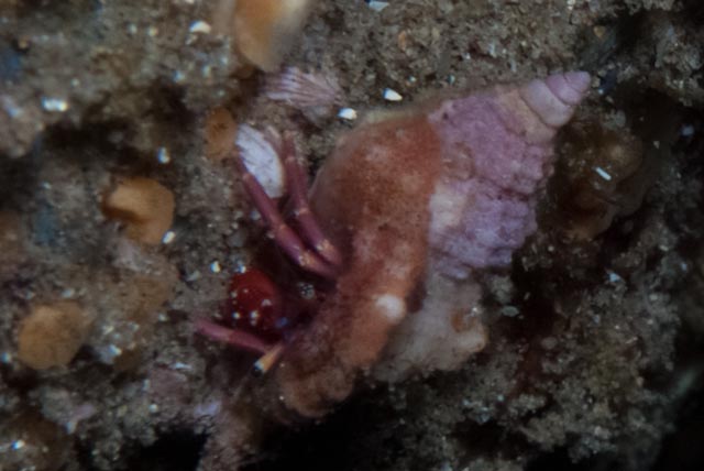 seastung's tweet photo. since it's #crustmas and #molluscMonday it seems hermit crabs are in order #biodiversity #ocean #scuba https://t.co/ostqsoi0tt