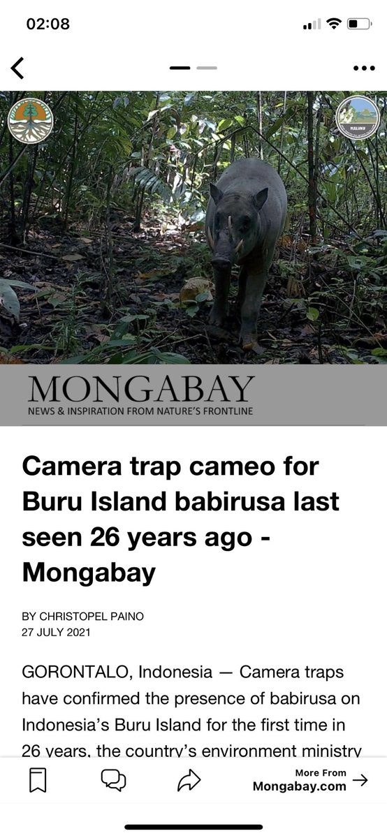 Very good news from one of the rarest Pig On earth! 
 A Deer-Pig or Babirusa on Camera Trap Footage! 😊
Camera traps have snapped the babirusa “deer-pig,” a type of tusked wild swine, on an island in Indonesia where they hadn’t been observed in more than a quarter of a century.